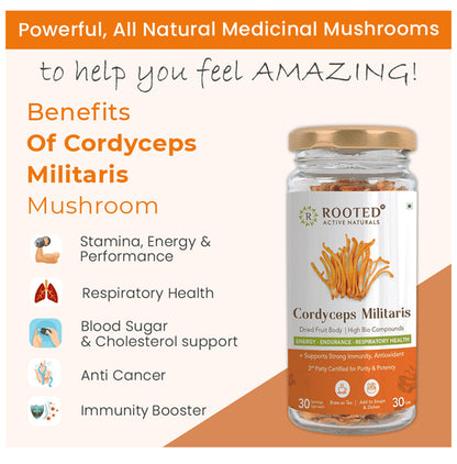Rooted Active Naturals Cordyceps Militaris Dried Fruit Body